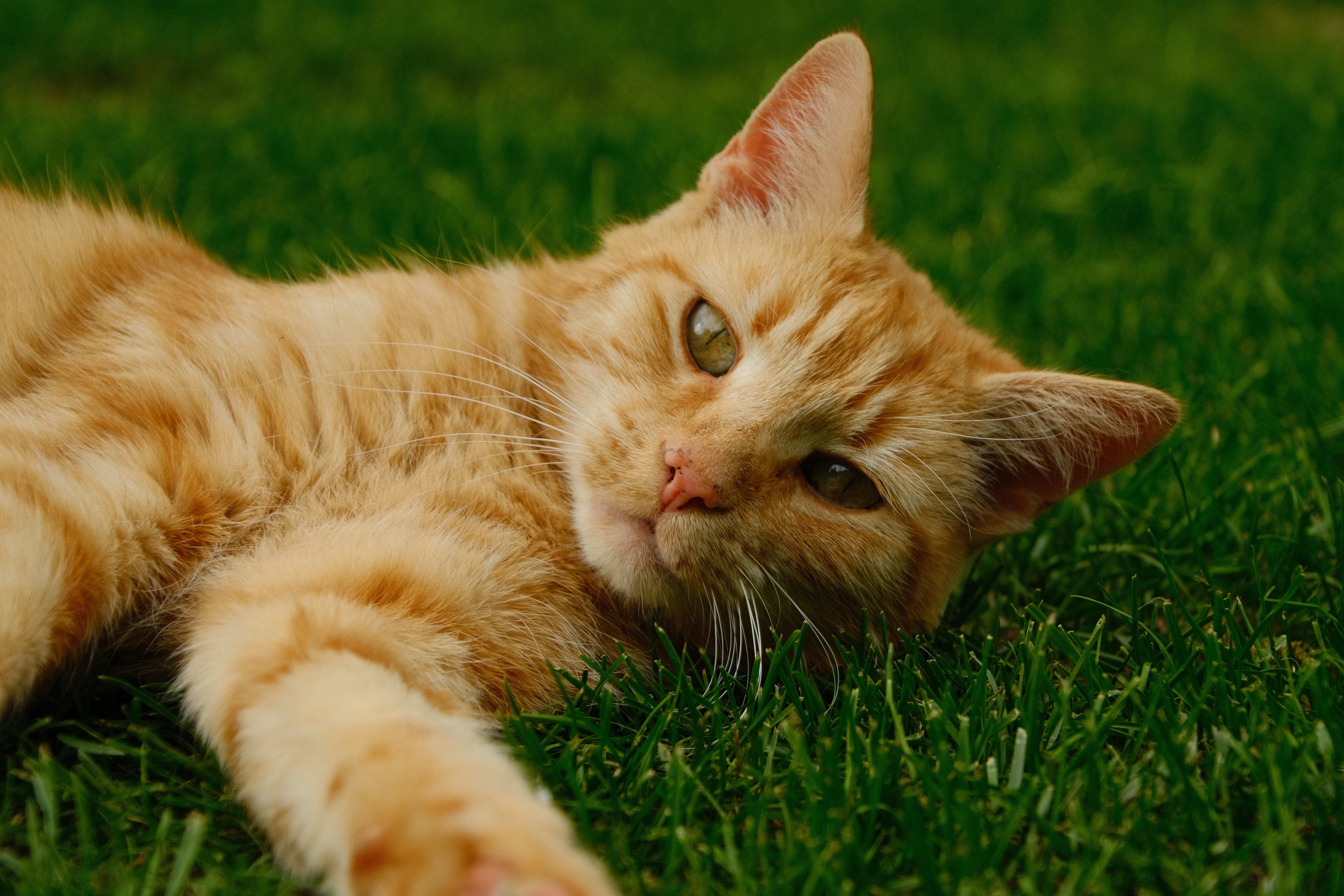 My parents cat